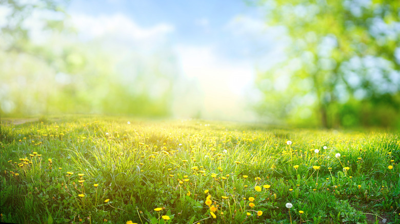 a field with spring flowers