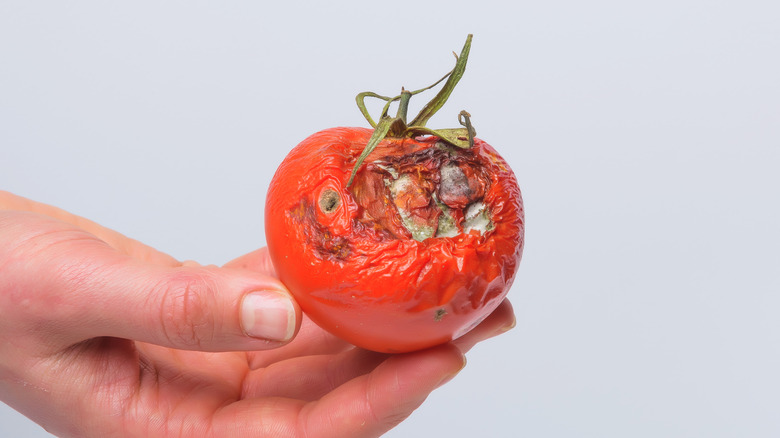 hand holding moldy tomato