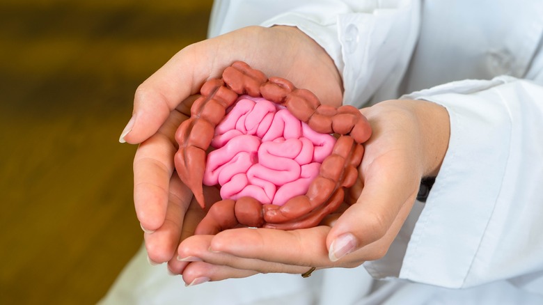 Model of human intestines in doctor's hands