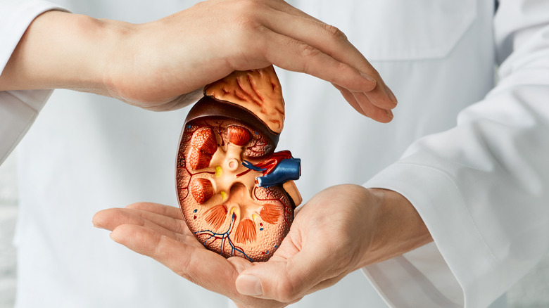 kidney in hands