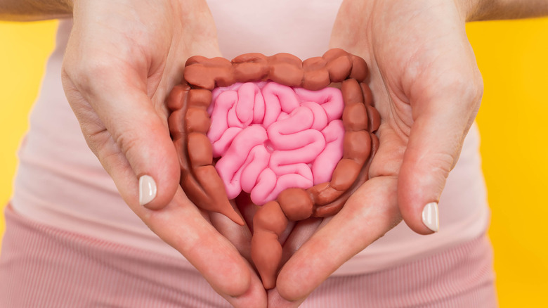 Woman holding a model of the intestinal tract