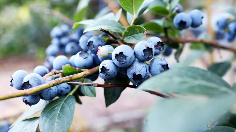 blueberries growing on a vine