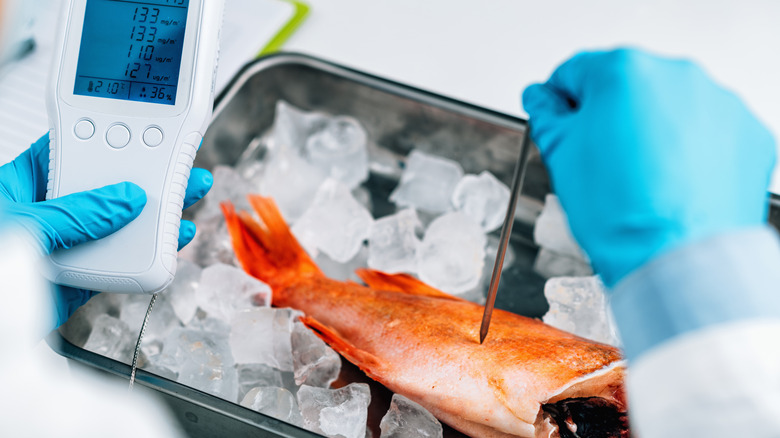 A scientists tests fish for mercury