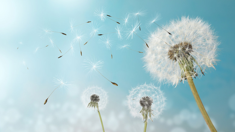 Dandelion seeds blowing through the air