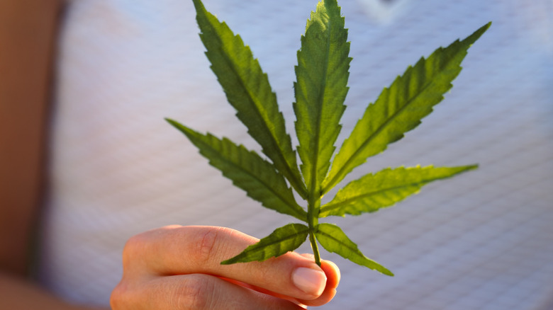 Person holding cannabis leaf