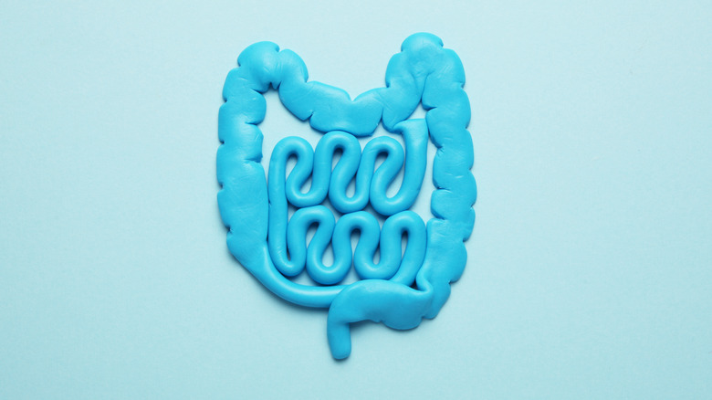 blue gut image