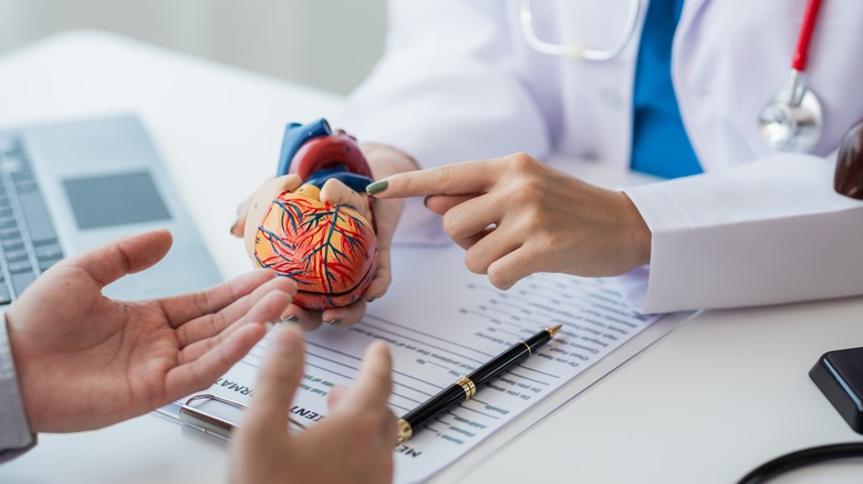 Doctor holding model of human heart