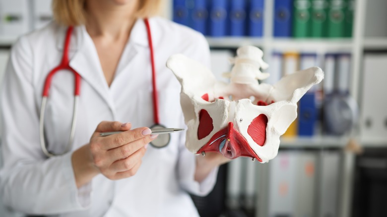 Doctor showing model of pelvic floor muscles