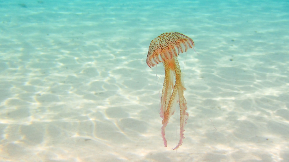 A jelly fish in ocean