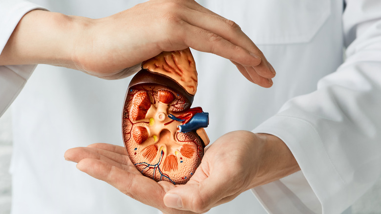 hands holding model kidney
