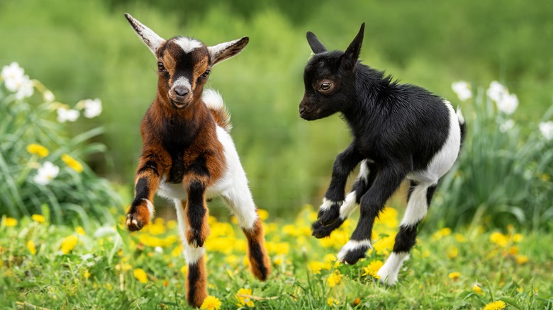 baby goats playing in field
