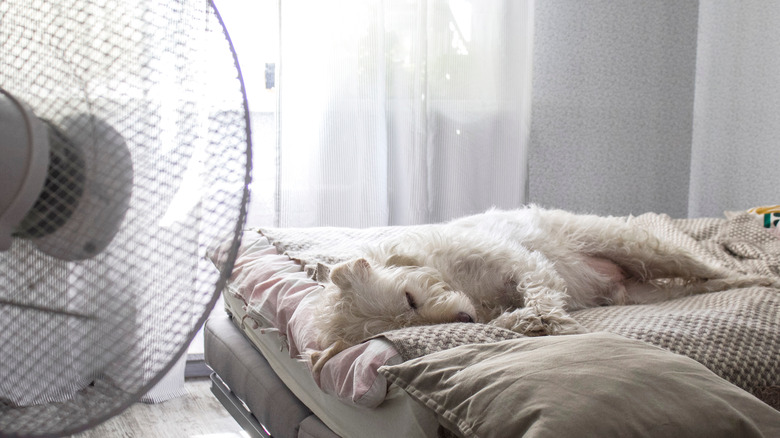 a dog sleeping in bed with a fan