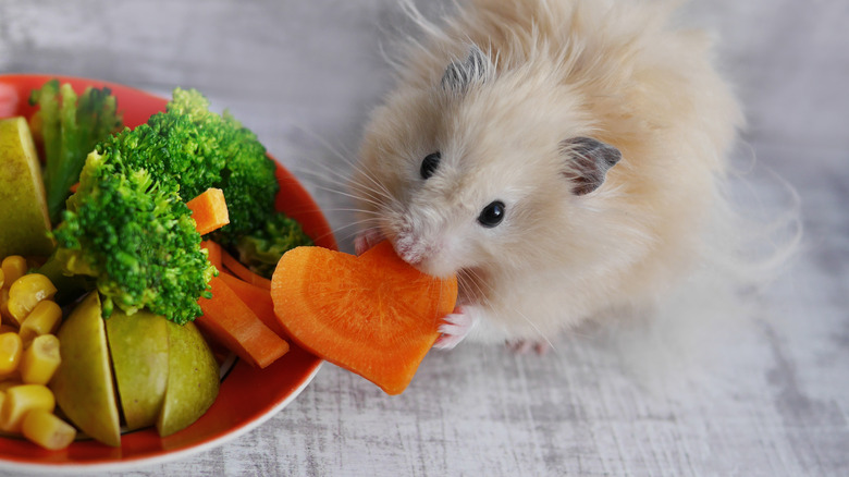 a syrian longhair hamster eats a carrot shaped like a heart