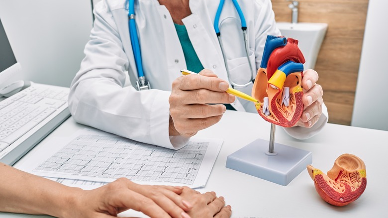 doctor examining heart model