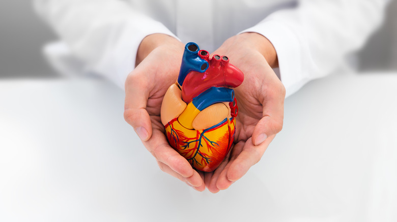 doctor holding heart model