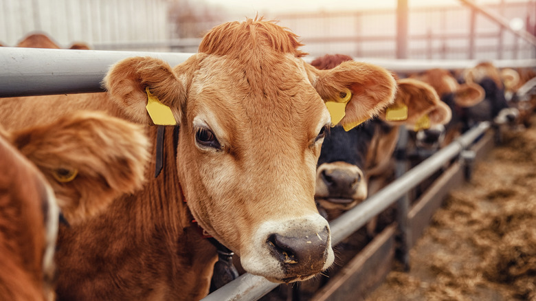 cows in barn