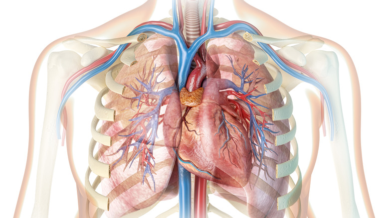 anatomical diagram of human chest