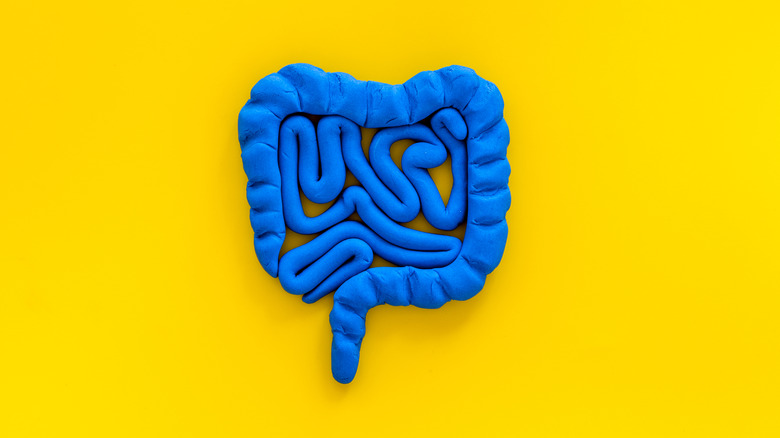 Model of intestines 