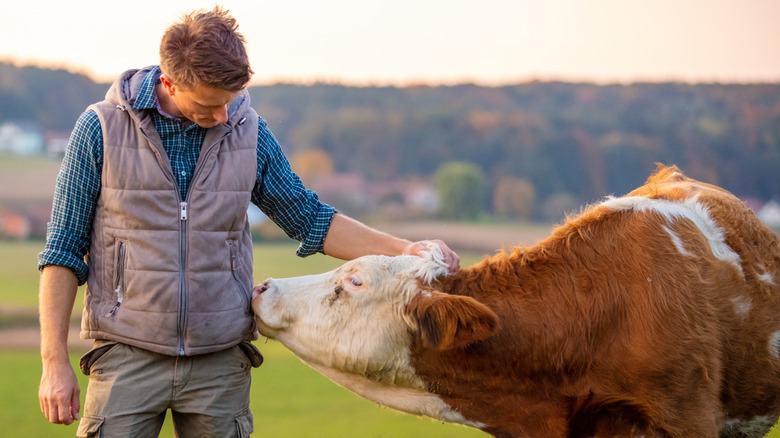 Man petting cow on farm