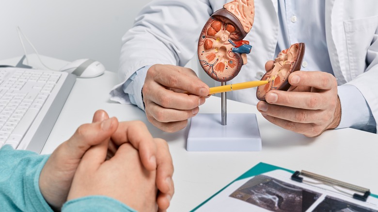 doctor showing patient model and images of kidneys