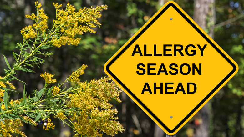 allergy season sign beside flowers