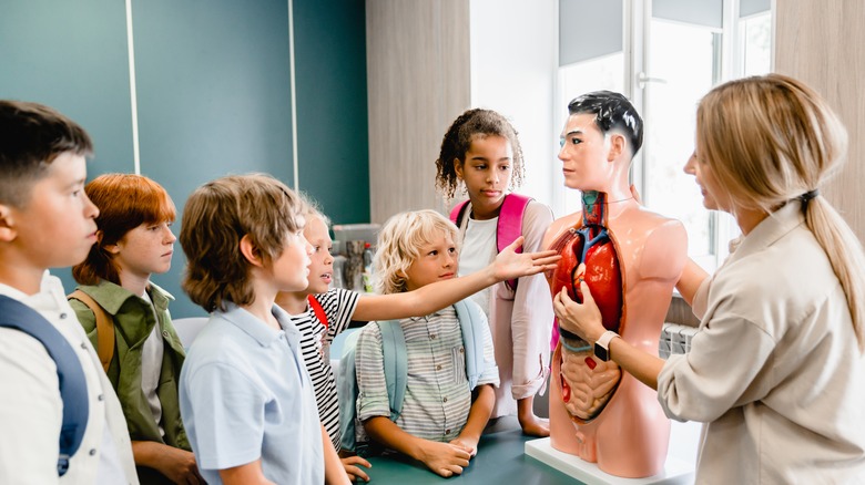 children examine a male anatomical model