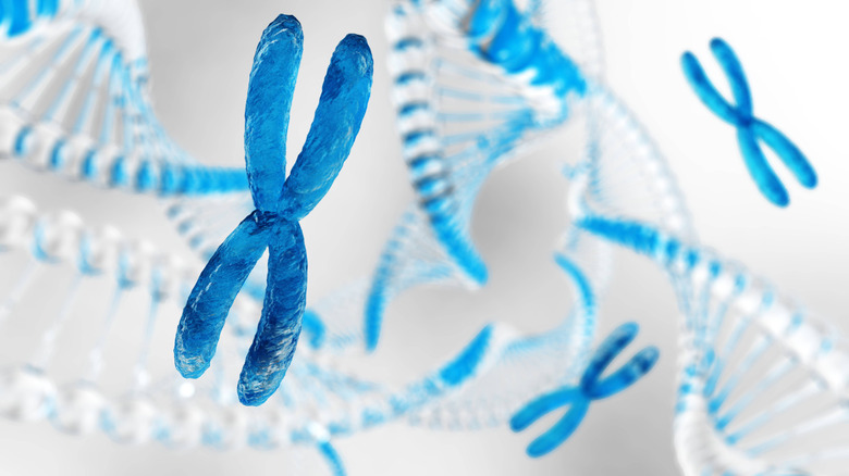 photo of chromosomes and DNA