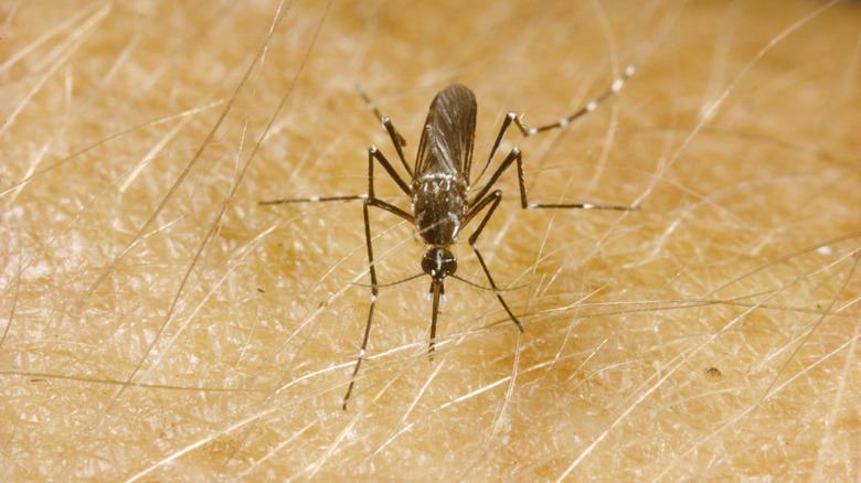 Aedes aegypti mosquito on skin
