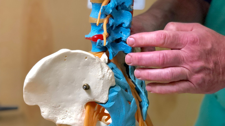 Doctor pointing to the facet joints on a model of the spinal column