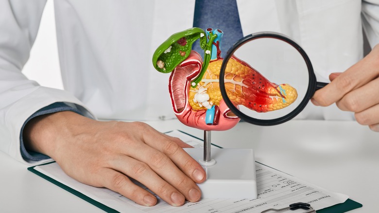 Doctor examining a model of a pancreas and gallbladder