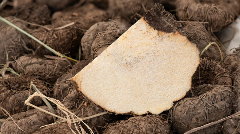 Konjac root, a natural source of dietary fiber 