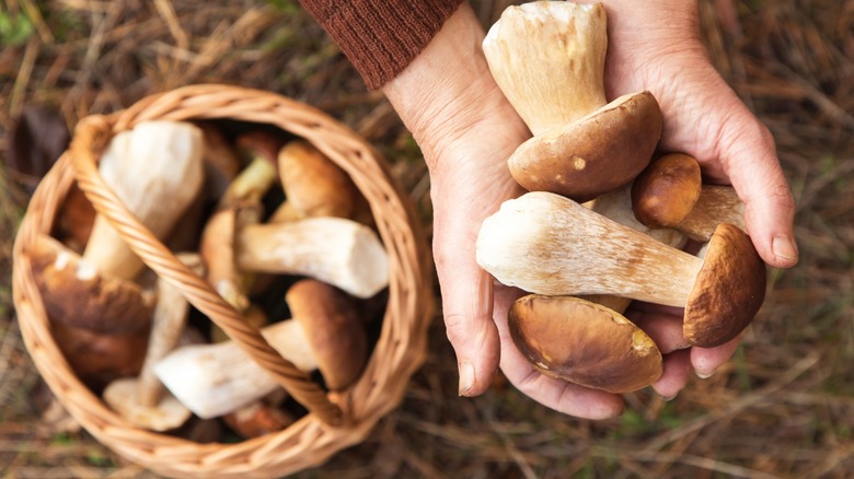 hands holding mushrooms next to a basket of mushrooms
