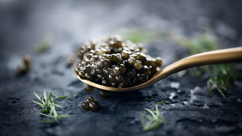 closeup of a spoonful of caviar 
