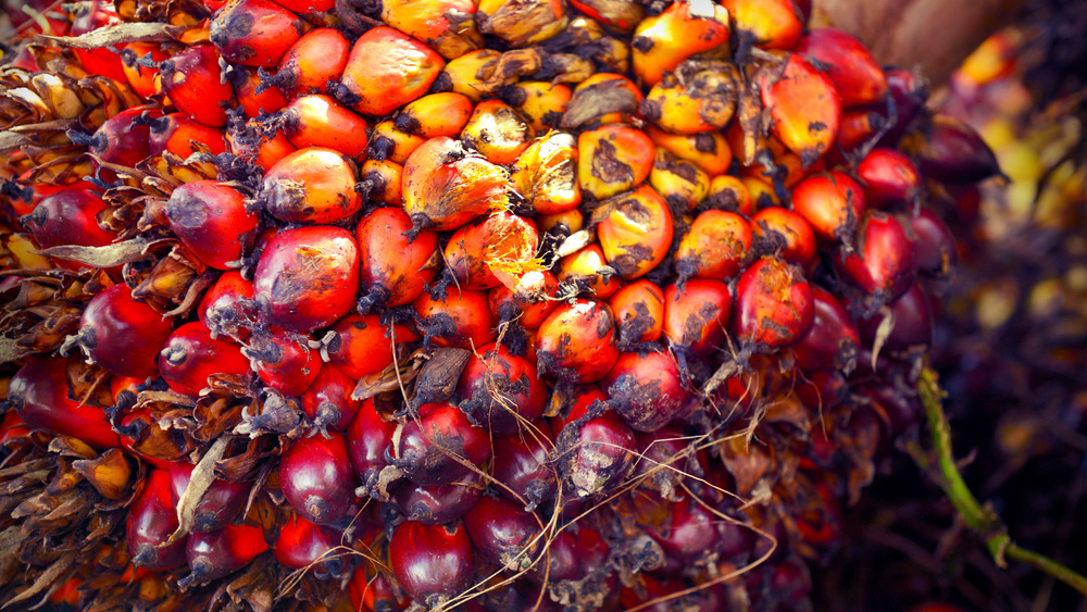 Oil palm tree fruit