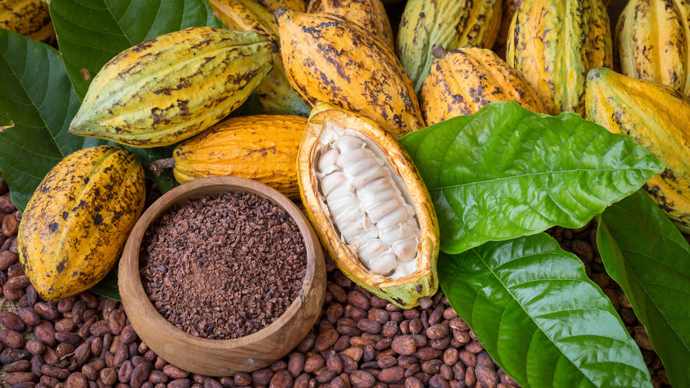 Cacao plants with bowl of cacao nibs in forefront.