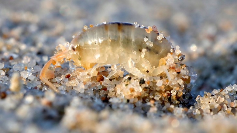 Sand flea in sand