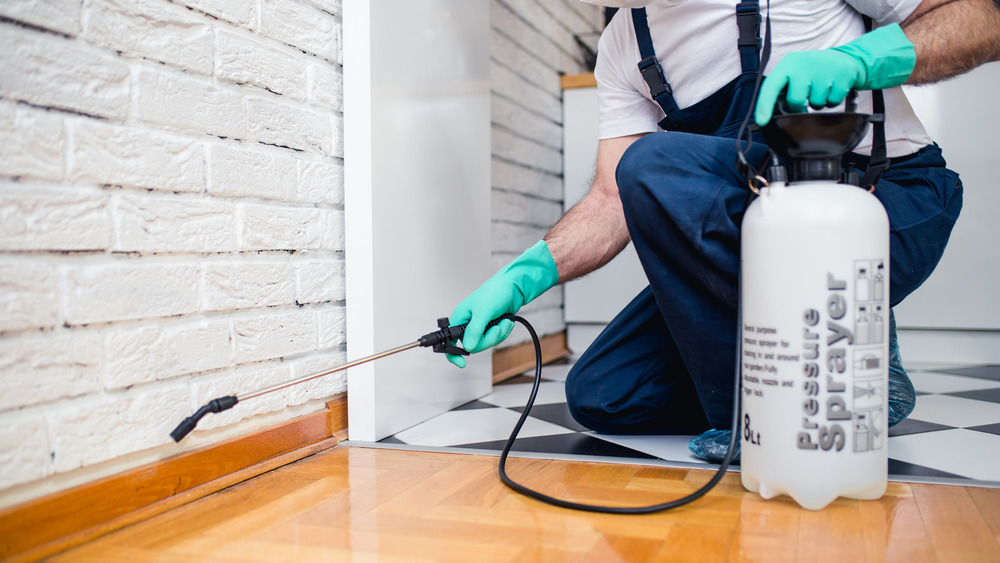 exterminator sprays pesticide