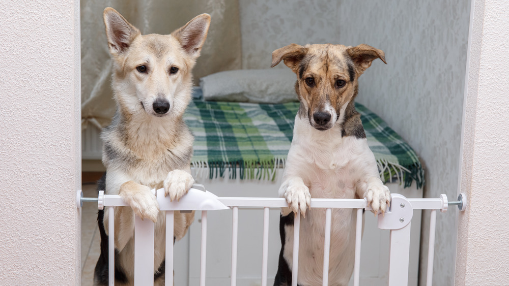 dogs behind baby gate