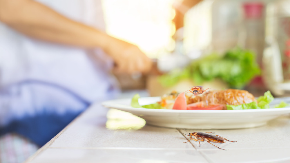 roaches on plate of food