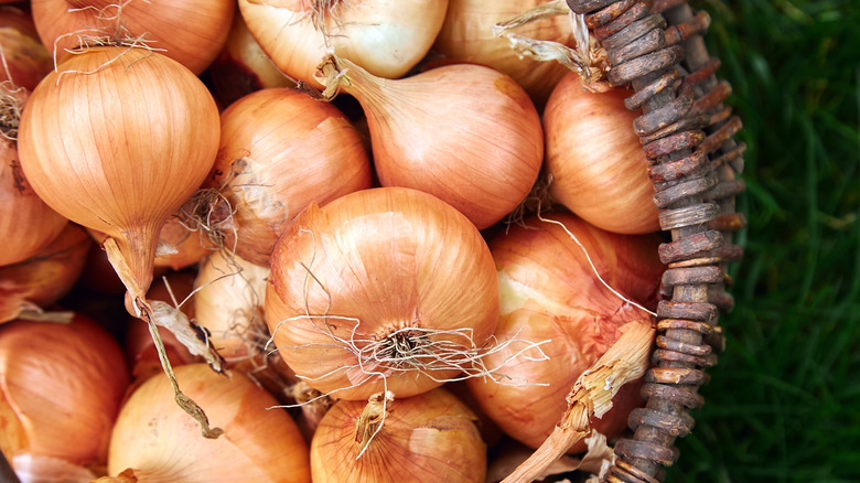 Overhead shot of a basket of onions