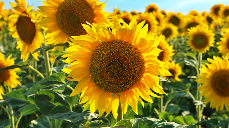 Sunflowers growing outside on a sunny day under a light blue sky