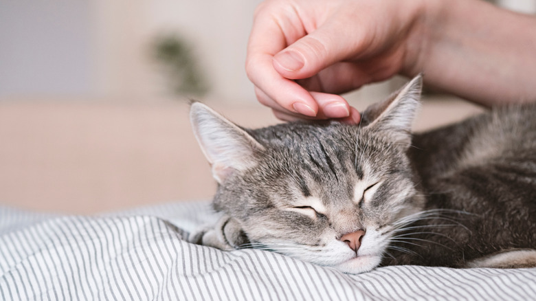 Close-up of a person's hand petting a sleeping cat's head