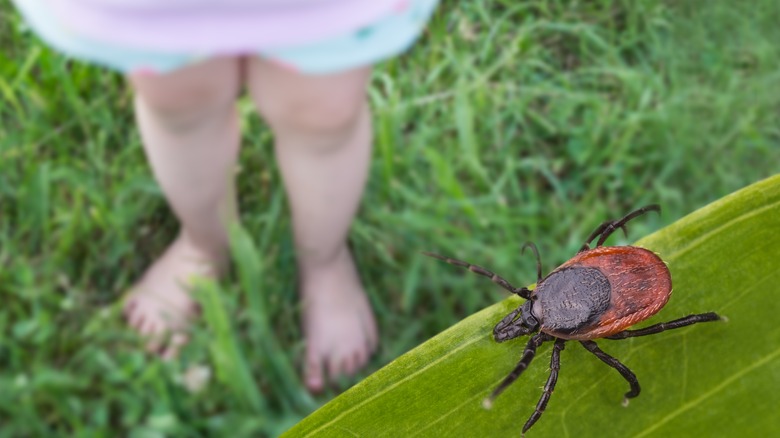 Deer tick on blade of grass