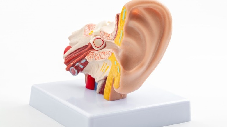 Anatomical model of an ear 