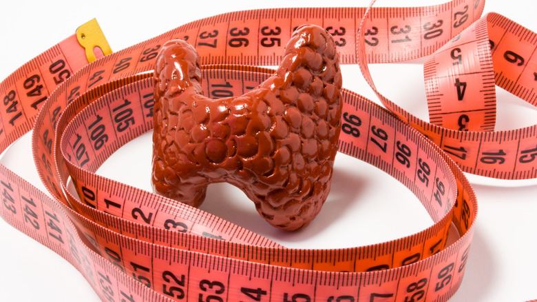 model thyroid gland surrounded by measuring tape