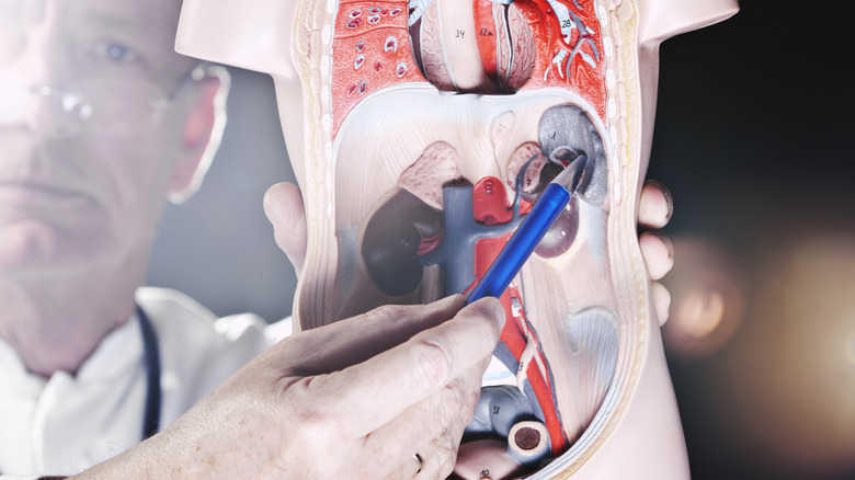 doctor pointing at spleen on model