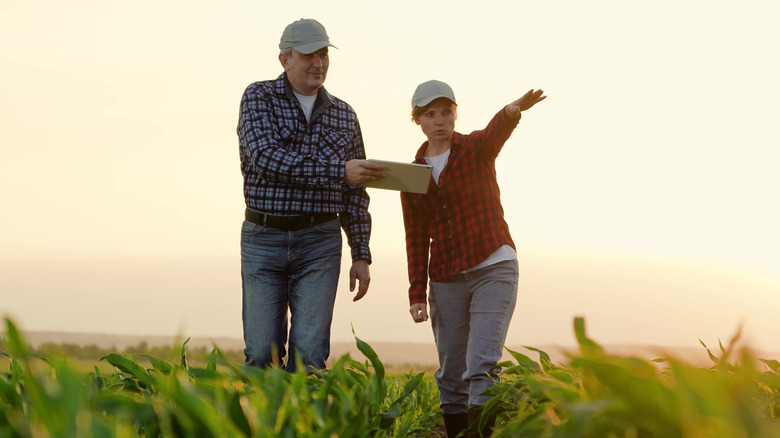 Farmers working on the land