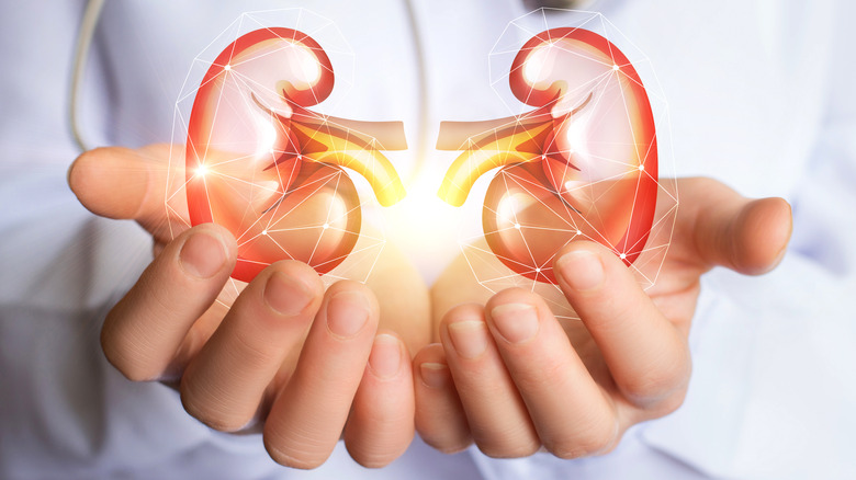 Close up of a doctor's hands "holding" a graphic of two kidneys